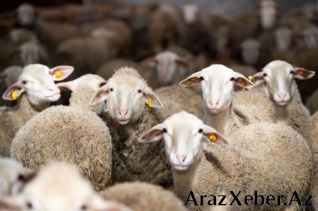 Qurban bayramı ərəfəsində quzu əti 22 manat oldu - VİDEO