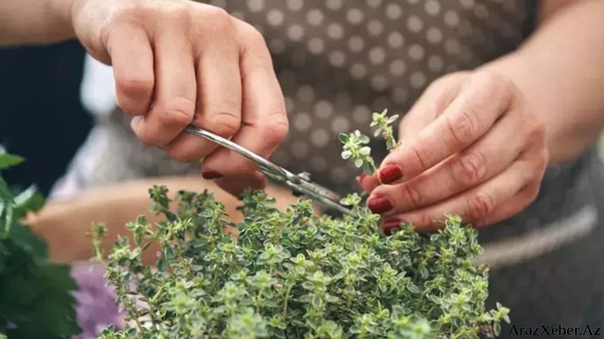 Bu bitkini qoxulayın - Baş ağrısından xilas olun