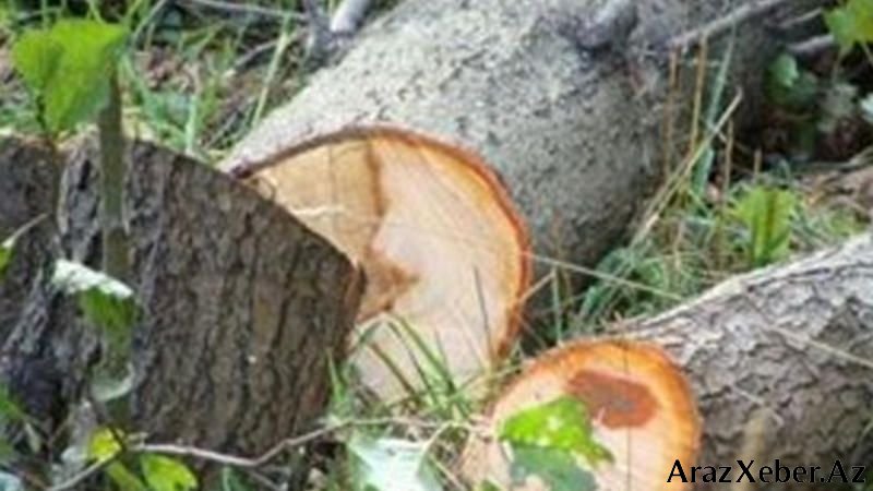 239 ədəd ağac və kol qanunsuz kəsilib - araşdırma aparılır