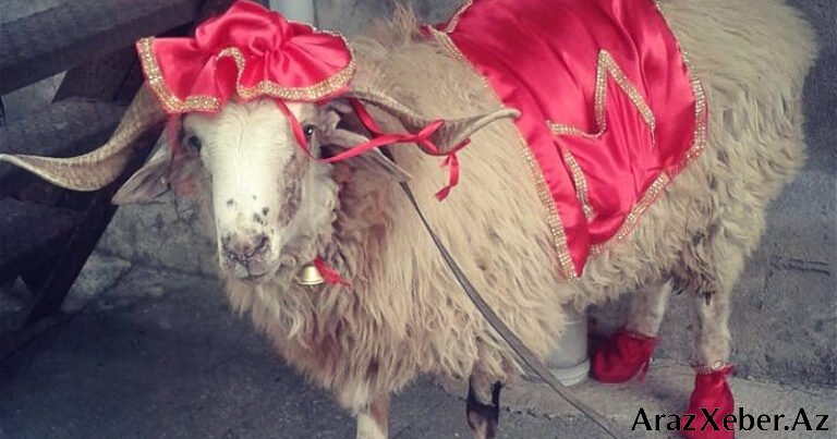 Bu heyvanları şərikli qurban kəsə bilərsiniz - İslam dini icazə verir