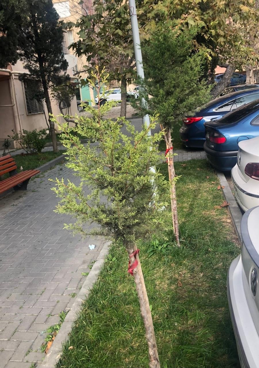 Baş redaktor çinar və şam ağaclarından ibarət olmaqla 30 ağac əkib