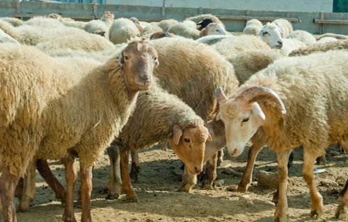 İri və xırdabuynuzlu heyvanların erkən yaş və aşağı çəkidə kəsilməsi qanunvericiliklə tənzimlənəcək