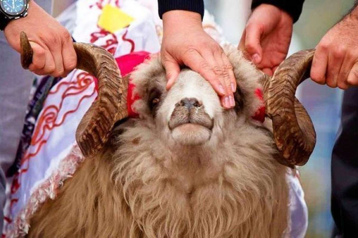 Bu ölkədə Qurban kəsmək qadağan edildi 