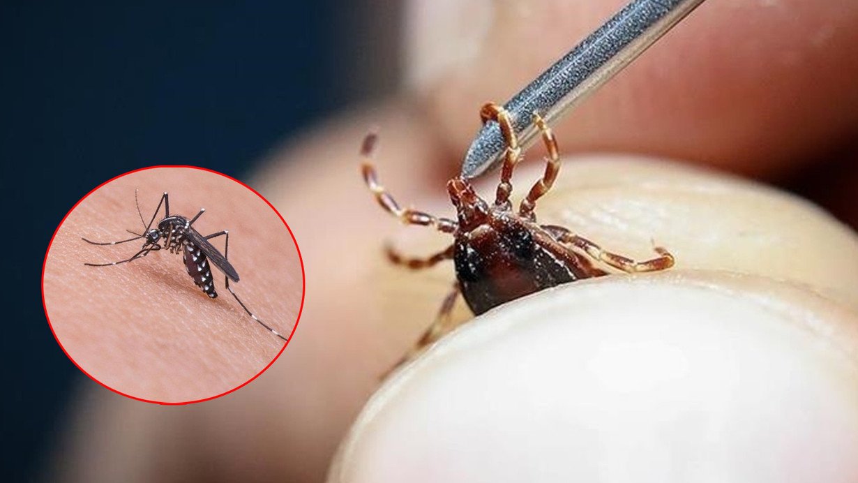 Gənə və ağcaqanad mövsümü tez başladı: Sağlamlığımız RİSK ALTINDA!